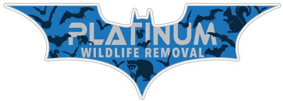 Clinton County Wildlife Removal